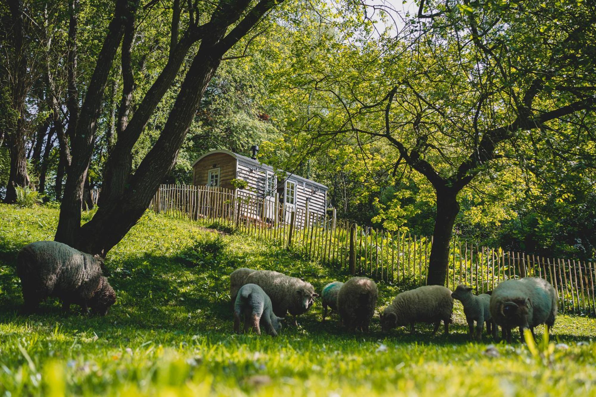 Somerset Shepherds Huts Hotel Winsham Exterior photo